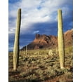 thumbnail image 2 of Talbot Frank, Christopher 26x32 Black Ornate Wood Framed with Double Matting Museum Art Print Titled - Arizona, Saguaro Cacti in Organ Pipe Cactus NM, 2 of 4