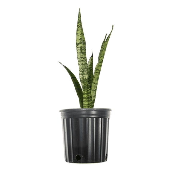 6 Inch Snake Plant Sansevieria Zeylanica - Air Purifying Houseplant - Unique Variegated Foliage