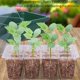 thumbnail image 5 of 5 Bandejas De Inicio De Semillas, Kit De Inicio De Semillas Ajustable De Humedad De 12 Celdas Con Tapas Elevadas Y Bandejas De Cultivo De Invernadero De Base Mini Propagador Para El Inicio Del Crecim Muyoka Hogar, 5 of 7