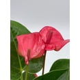 thumbnail image 4 of Anthurium Pink, Flamingo Lily, andraeanum Linden, Painter's Palette in 4 inch Pot, Very Full Healthy, 4 of 9