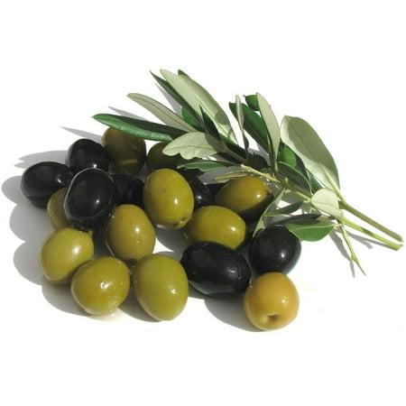 Arbequina Olive Tree Of Peace Olea Europaea 4 Pot