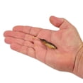 thumbnail image 4 of Berkley Powerbait Drip Swimmer, 4 of 5