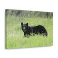 thumbnail image 2 of Black Bear Hunting Black Bear on Hunt Print Animal Wall Art Wildlife Canvas Prints Wall Art Ready to Hang Unframed, 2 of 18