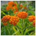 thumbnail image 4 of Everwilde Farms - 80 Butterfly Weed Native Wildflower Seeds - Gold Vault Seed Packet, 4 of 5