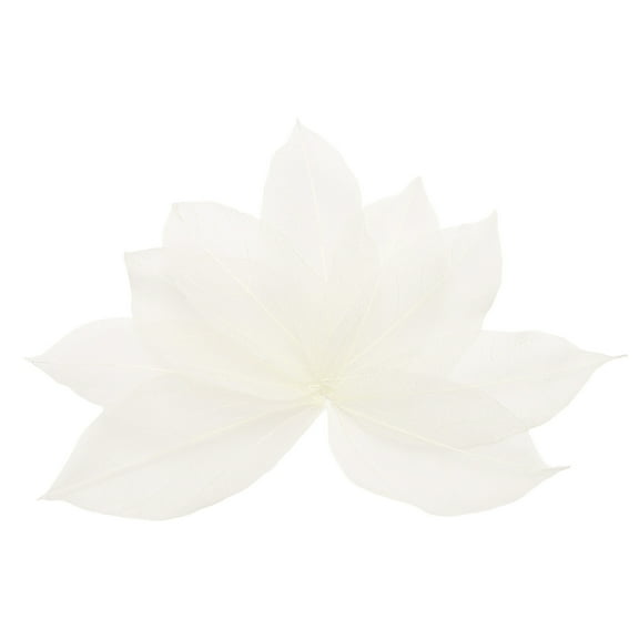 100 Pcs White Skeleton Leaves, 2"- 3" Rubber Tree Scrapbooking Dried Pressed Leaves Vein for Photo Albums Crafts