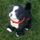 thumbnail image 5 of KIHOUT Liquidación Juguetes para perros robot interactivos electrónicos de peluche Cachorro Control de sonido Osito de peluche Camina Ladra con música Control táctil Mascota robótica, 5 of 6