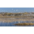 thumbnail image 2 of Paulson, Don 18x12 White Modern Wood Framed Museum Art Print Titled - New Mexico Snow geese take flight, 2 of 4