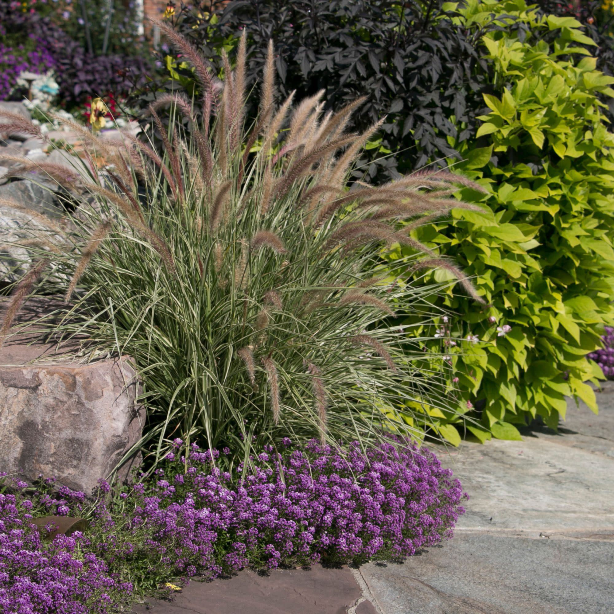 Proven Winners 4" Purple Violet Knight Sweet Alyssum Live Plant in 4.25" Pot (4 Count)