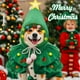 thumbnail image 1 of Ropa De Tela Capa navideña verde para mascotas, disfraz de perro con cascabeles, 45x40x30cm, ideal para festivales de invierno (1 unidad) Rkxzt, 1 of 4