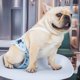 thumbnail image 2 of Pañales para perros reutilizables de lujo amarillos: bragas sanitarias duraderas y lavables para mascotas femeninas con velcro fuerte y flexible, 2 of 5