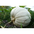 thumbnail image 3 of 5 Seeds WHITE CASPER PUMPKIN White Skin Orange Flesh Cucurbita Maxima Vegetable Seeds, 3 of 7