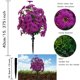 thumbnail image 1 of Simulated Violet Field Insertion Pottery Indoor Courtyard Decoration Courtyard Green Insertion, 1 of 5