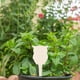 thumbnail image 5 of Las Etiquetas de la Planta Horticultural Creativa de Madera Pueden Escribir 10Pcs para la Inserción a Tierra, 5 of 8