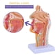 thumbnail image 2 of Modelo de AnatomíA de la Garganta de la Cavidad Nasal, Modelo AnatóMico Humano de Laringe Faringe para Estudiantes EnseñAnza ExhibicióN de Estudio, 2 of 7