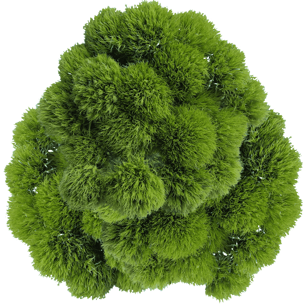 125 Stems Of Green Ball Flowers Beautiful Fresh Cut Flowers Express Delivery Walmart Com Walmart Com