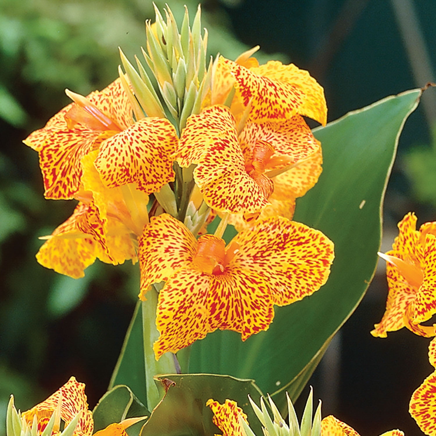 Expert Gardener Canna Picasso Set of 3 Dormant Bulbs, Multi-Color