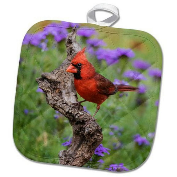 3dRose, Northern Cardinal, Cardinalis Cardinalis, male in perch, 8x8 Potholder