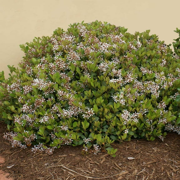 Brighter Blooms - Snow White Indian Hawthorn Shrub, 3 gal - No Shipping to AK, AZ, HI