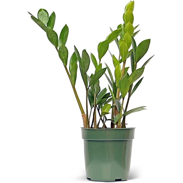Live Zamioculcas Zamiifolia, ZZ Plant, Good Luck Tree, Office Gift