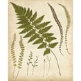 thumbnail image 3 of Heath, Francis G. 15x18 Black Modern Framed Museum Art Print Titled - Fern Portfolio II, 3 of 5