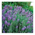 Phenomenal! Lavender Plants in a Trade Gallon (.664 Gallons of Potting