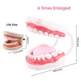 thumbnail image 3 of Mouth Model Speech Therapy with Movable Tongue, 3 of 7