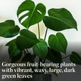 thumbnail image 3 of American Plant Exchange Monstera Deliciosa Split-Leaf, Live Tropical Plant, 6-Inch Pot, Vining Houseplant, 3 of 7