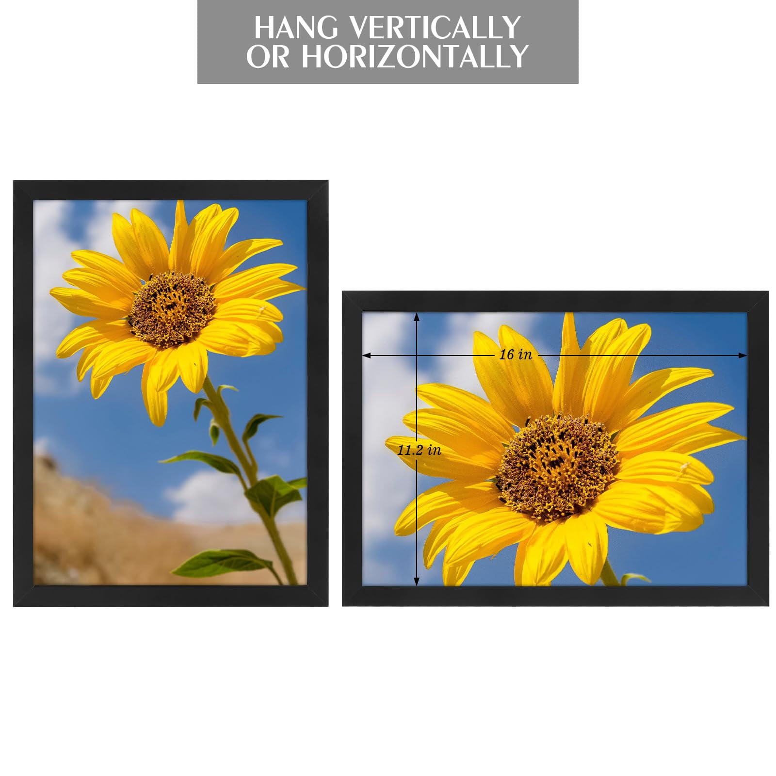 Golden State Art A3 11.7 x 16.5 Inch Poster Picture Frames Wall Display, Black, 2 Pack