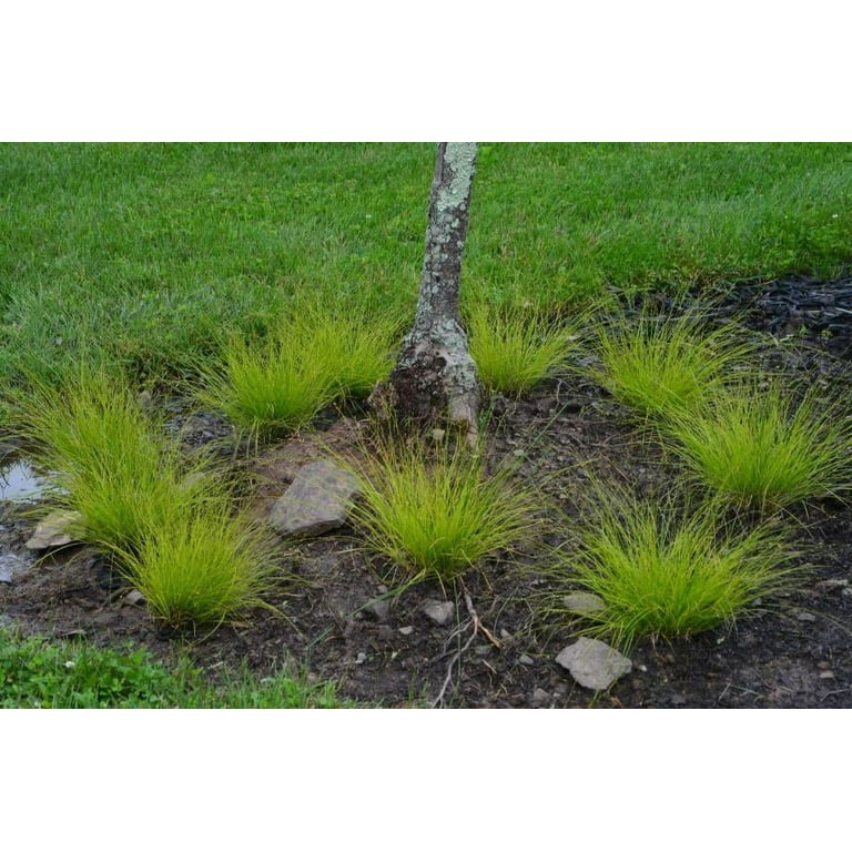 Classy Groundcovers, Carex appalachica, Similar to C