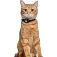 thumbnail image 6 of OOPSDOGGY Leather AirTag Cat Collar – Non-Breakaway Kitten Collar for Cats & Small Dogs with AirTag Holder, Safety Bell - Lightweight GPS Pet Collars, Black, 6 of 6