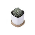 thumbnail image 1 of Cheungs 5658WT Rippled Ceramic Planter, White, 1 of 1