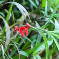 thumbnail image 4 of Pinzas de entrenamiento Plant Bender LucyPhy, paquete de 90 unidades, con ángulo ajustable, 4 of 7