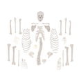 thumbnail image 2 of Vision Scientific Full Size Disarticulated Human Skeleton, 2 of 6
