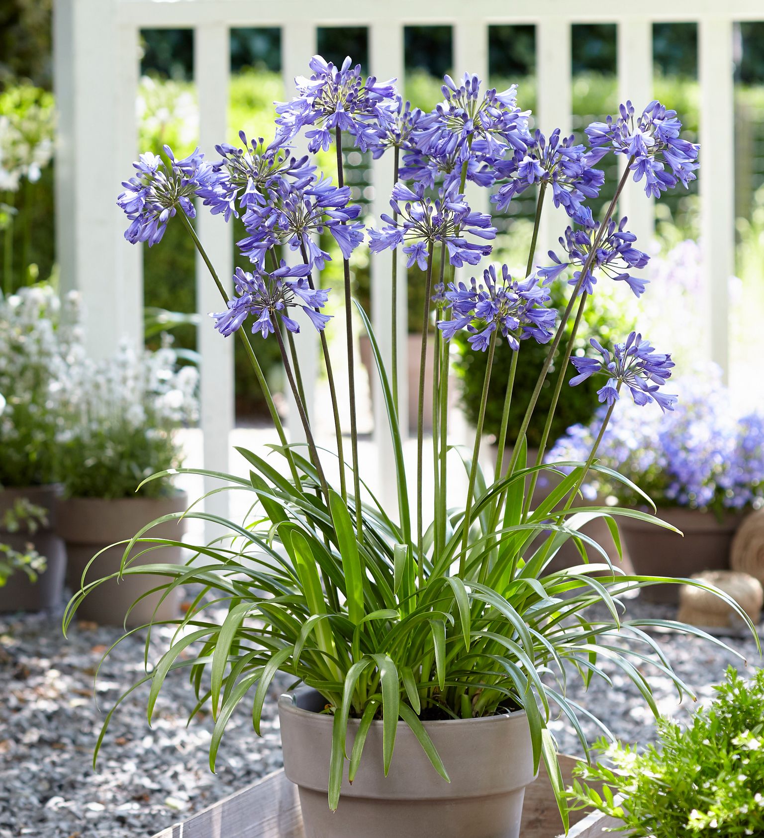Southern Living Ever Sapphire Agapanthus 'Lily of the Nile' Live Shrub in 2.5-Quart Grower Pot
