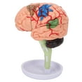 thumbnail image 2 of 4D Anatomical Brain Assembled Model Clear Structure Vinyl Simulation Brain Model for Learning, 2 of 5