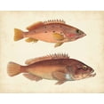 thumbnail image 2 of Unknown 24x20 Gold Ornate Wood Framed with Double Matting Museum Art Print Titled - Antique Fish Species I, 2 of 4