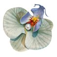thumbnail image 2 of sunsanly Phalaenopsis Flower Hair Clip Faux Silk Flower Design Hairpin Back Head Hair Claw Lightweight Stylish Accessory, 2 of 8