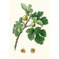 thumbnail image 3 of Giorgio Gallesio 18x24 Black Modern Framed Museum Art Print Titled - Fico Verdeccio. (Ficus Charge; Fig) (1817-1839), 3 of 5