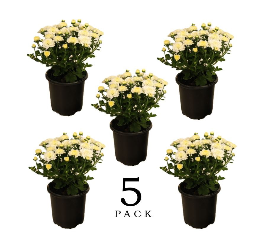 EG Pint White Garden Mum Full Sun Live Plants (5 Count) with Grower Pots