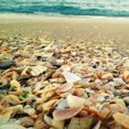 thumbnail image 2 of Shells Beach II Poster Print by Lisa Hill Saghini (12 x 12), 2 of 2