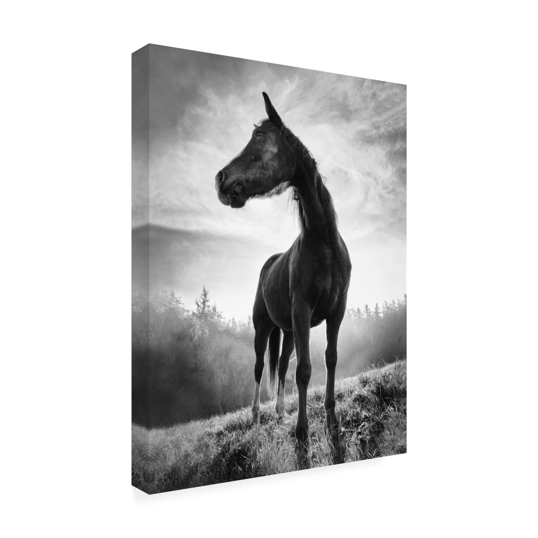 Trademark Fine Art Alessandro Accordini Backlight Horse Canvas Wall Art