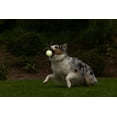 thumbnail image 2 of Chuckit! Max Glow Dog Ball Rubber Fetch Toy For Dogs, Large 3", For Breeds 60-100 lb, Pack of 1, Glow in the Dark, 2 of 10