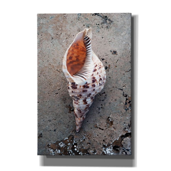 Epic Graffiti 'Spotted Conch Shell' by Elena Ray, Canvas Wall Art, 40"x60"
