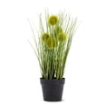 thumbnail image 1 of Herbe de Pompon dans le Pot Plante, 1 of 2