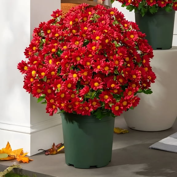 XIBUFE 2026 New Artificial Mums for Outdoors,Sunset Mums Flowers - Uv Resistant,Waterproof,Windproof,Fake Fall Flower Daisy with Eucalyptus,Look Real,Full,Vibrant (5Bundle Scarlet)