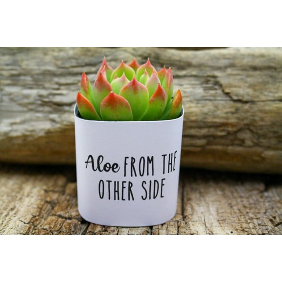 Plants Of Joy Aloe from the other side Print Succulent Wraps for Weddings, Baby Shower, and Party Favors. 25 Count Pack.