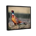 thumbnail image 3 of Stupell Industries Lone Pheasant Bird Grassy Forest Floor Wildlife Photograph Jet Black Floating Framed Canvas Print Wall Art, Design by James Dobson, 3 of 6