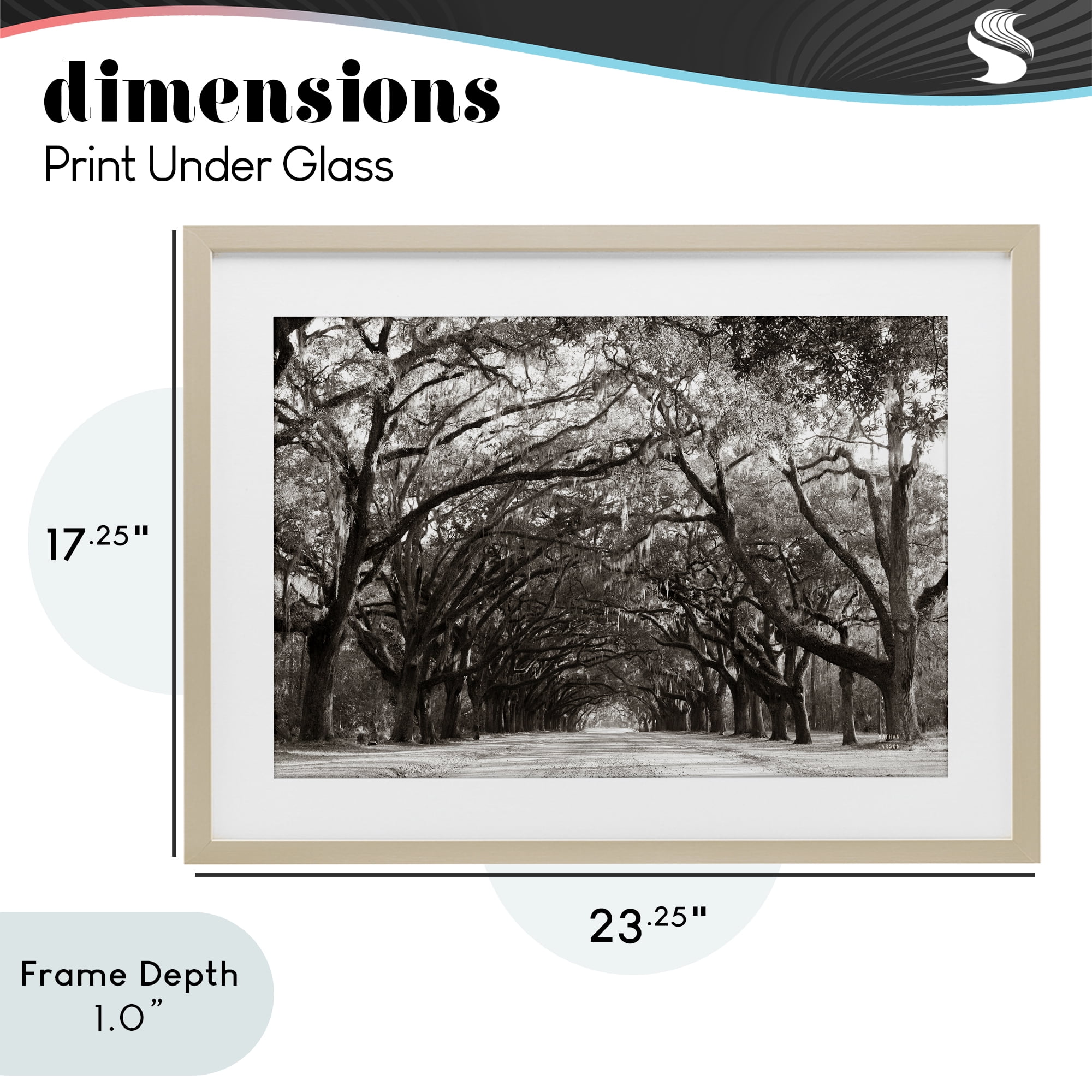 Stupell Industries Georgia Stroll Tree Tunnel Birch Framed Print Under Glass, design by Nathan Larson