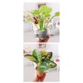 thumbnail image 5 of FRCOLOR 2pcs Small Potted Plants Miniature Bonsai Model Realistic Faux Plants Dollhouse Mini Plants For Dollhouse Decoration Tiny Bonsai Model, 5 of 8