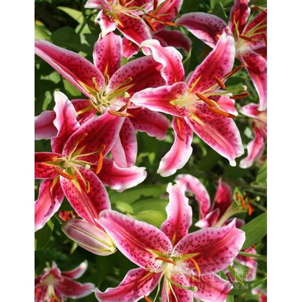 Bulk Stargazer Lilies (100 bulbs)